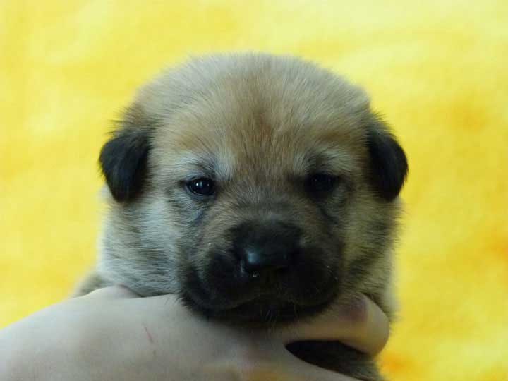 chinook puppy